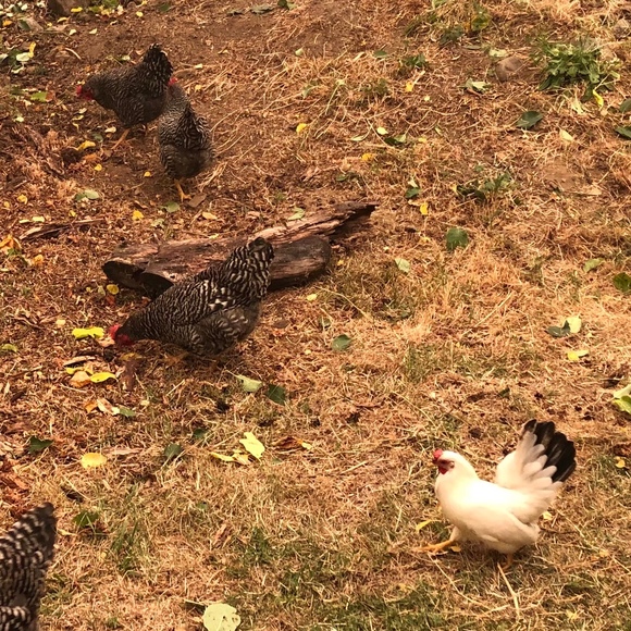 chickonafarm